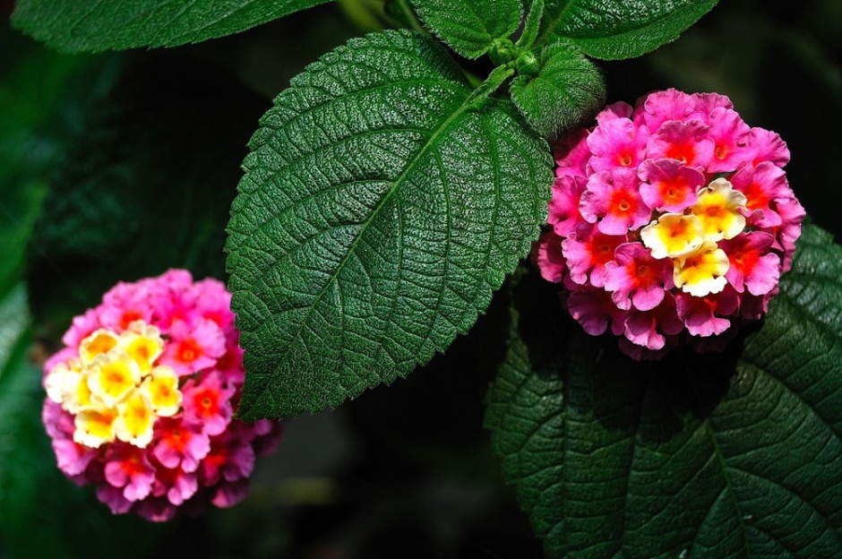 颜色鲜艳的五色梅植物图片鉴赏